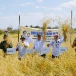 Mitigasi Dampak El Nino, Pemprov Kalsel Panen Dan Tanam Padi Di Batola