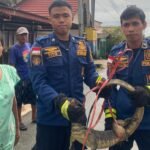 Petugas Damkar Batulicin Berhasil Evakuasi Biawak dari Rumah Warga