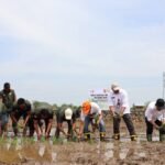 Kalsel Panen Raya dan Tanam Padi Di Batola, Produksi Padi Naik Jadi 1,3 Juta Ton