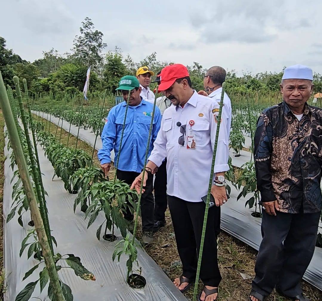 Gerakan Tanam Cabai dan Bawang Merah, Kalsel Perkuat Stabilitas Pangan dan Kendali Inflasi