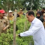 Dukung Ketahanan Pangan dan Kendali Inflasi, Wamenko Pangan Panen Cabai di Angkinang