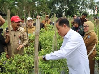Dukung Ketahanan Pangan dan Kendali Inflasi, Wamenko Pangan Panen Cabai di Angkinang