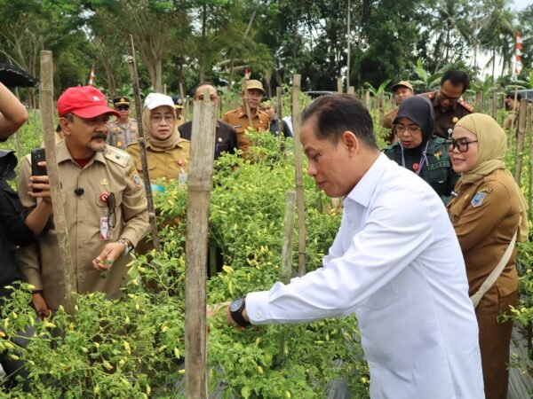 Dukung Ketahanan Pangan dan Kendali Inflasi, Wamenko Pangan Panen Cabai di Angkinang