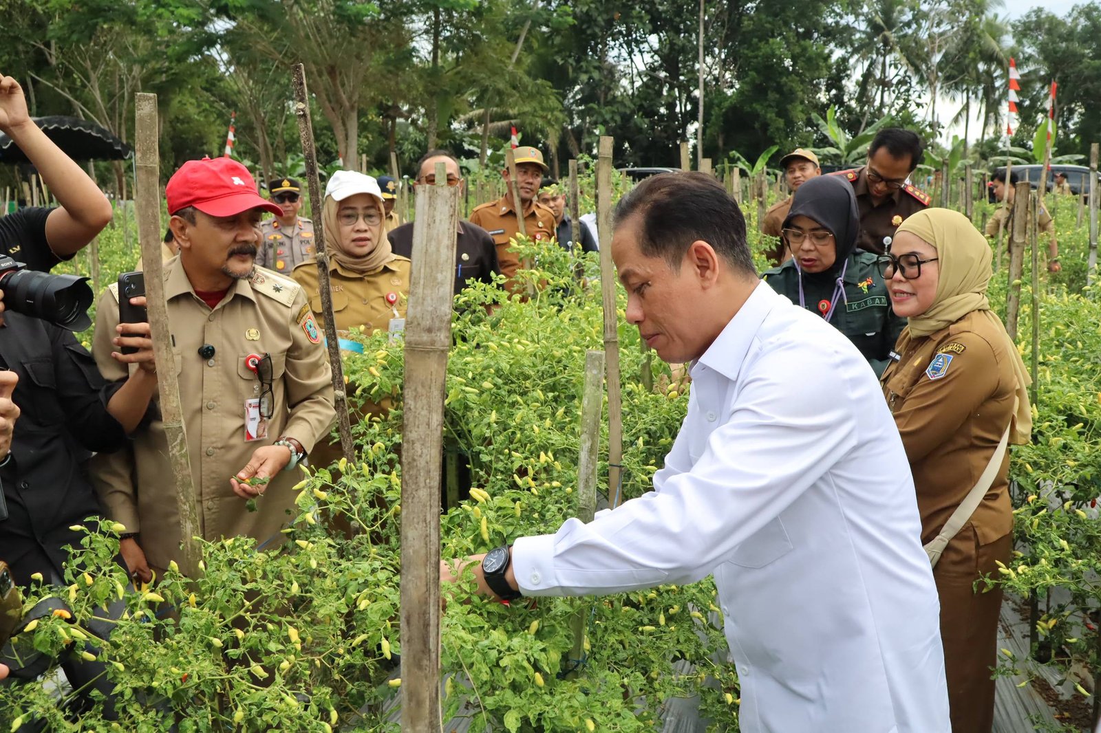 Dukung Ketahanan Pangan dan Kendali Inflasi, Wamenko Pangan Panen Cabai di Angkinang