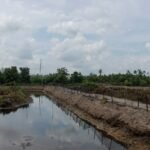 Pemkab Tanah Bumbu Tinggikan Tanggul, Petambak Kepiting Muara Pagatan Tak Lagi Cemas Air Pasang