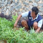 Lapas Batulicin Panen 50 Kg Kangkung Hasil Budidaya Warga Binaan