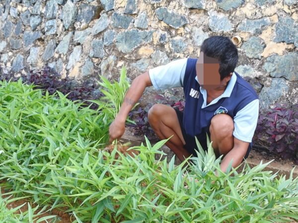 Lapas Batulicin Panen 50 Kg Kangkung Hasil Budidaya Warga Binaan
