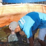Dikelola Warga Binaan, Kolam Lele Lapas Batulicin Panen 51 Kg